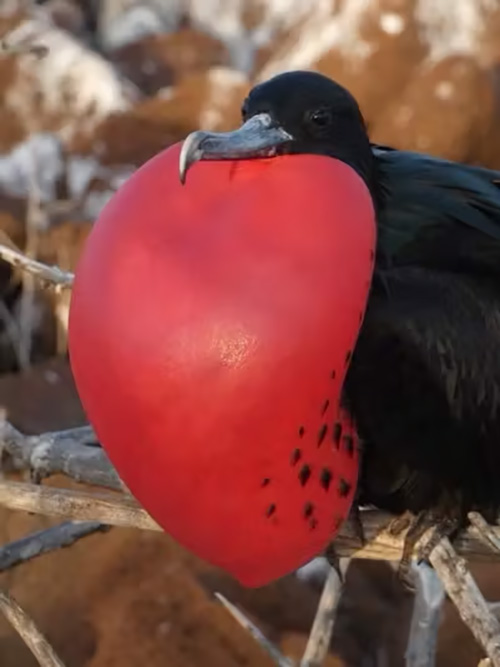 Frigate Bird