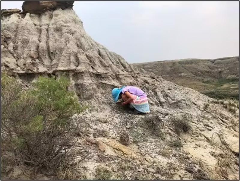 Searching for fossils Badlands Alberta