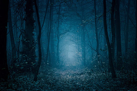 Spooky Forest, Creepiest landscapes.