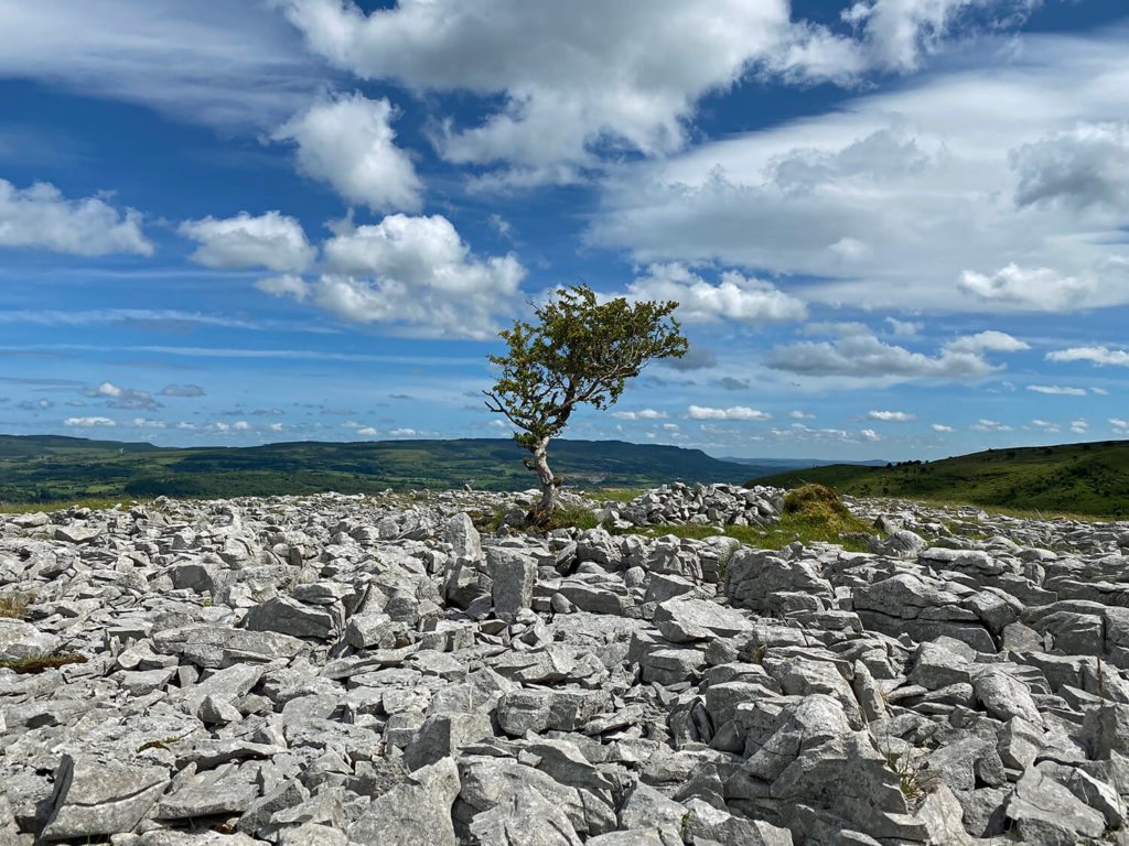 Limestone pavement, Burren Geopark, Ireland.