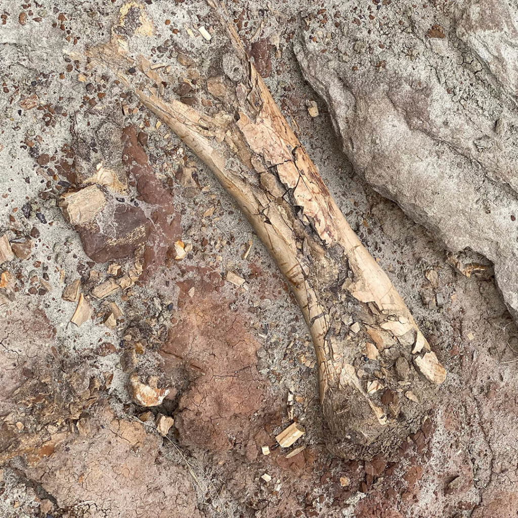 Exposed dinosaur bone, Dinosaur Provincial Park, Alberta.