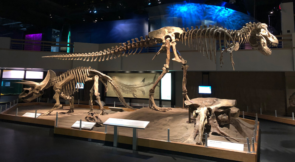 A T Rex at Drumheller's Royal Tyrrell Museum, Alberta.