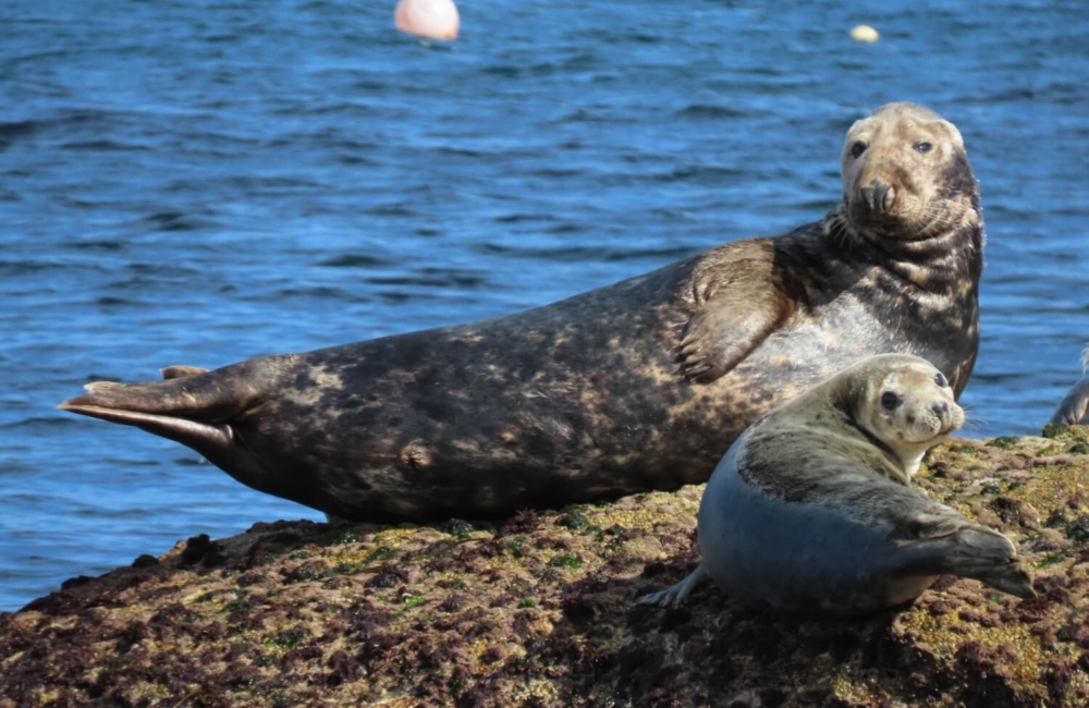 Seals on the Scilly Isles.