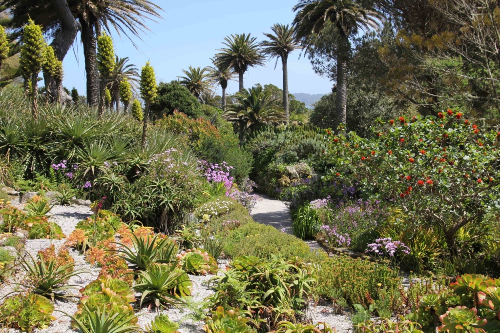 Tresco Abbey Gardens, Isles of Scilly.