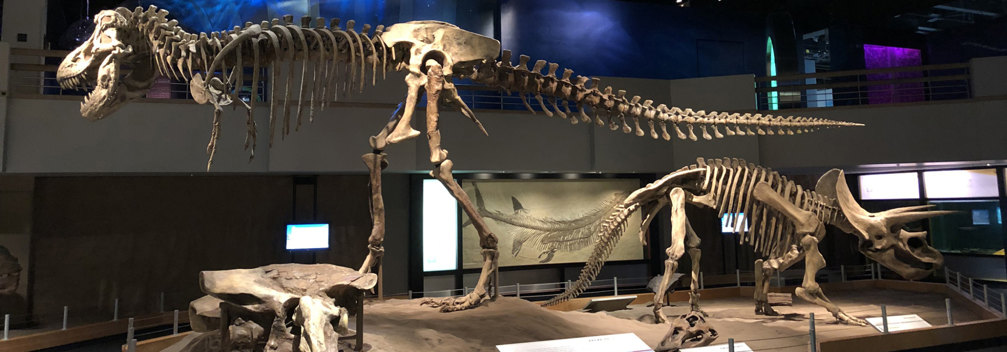 A T Rex at Drumheller's Royal Tyrrell Museum, Alberta.