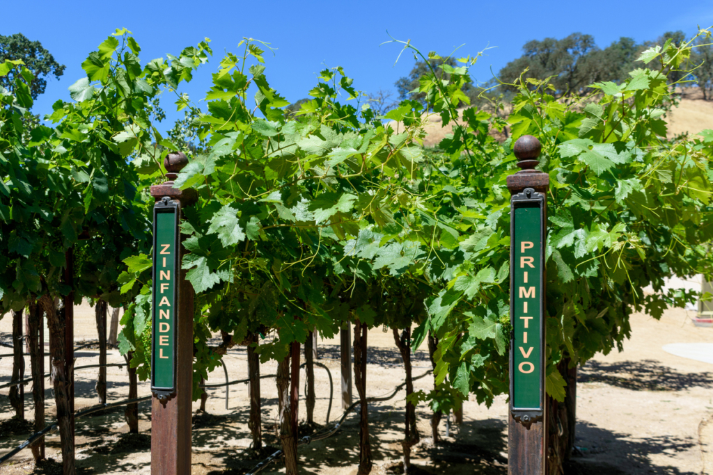 Zinfandel and Primitivo grapes, Santa Rita hills