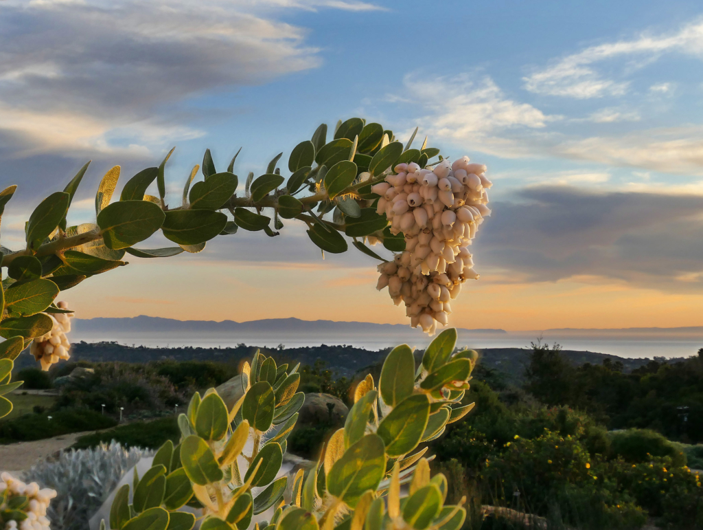 Channel Island flora, Santa Barbara Botanic Gardens