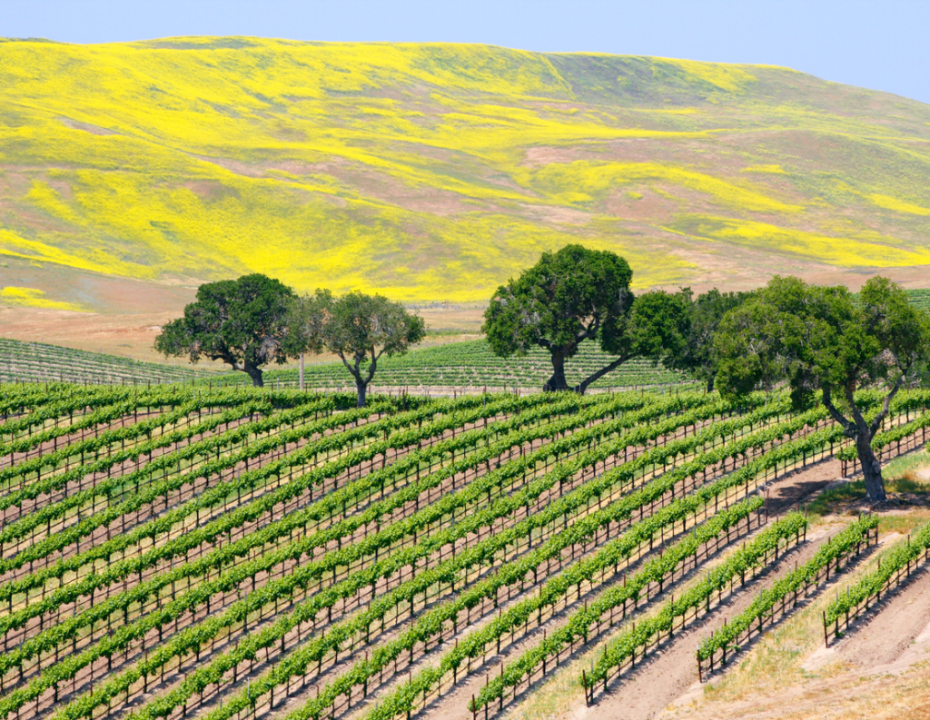 Vineyard, Santa Ynez valley, California tours, coast and countryside