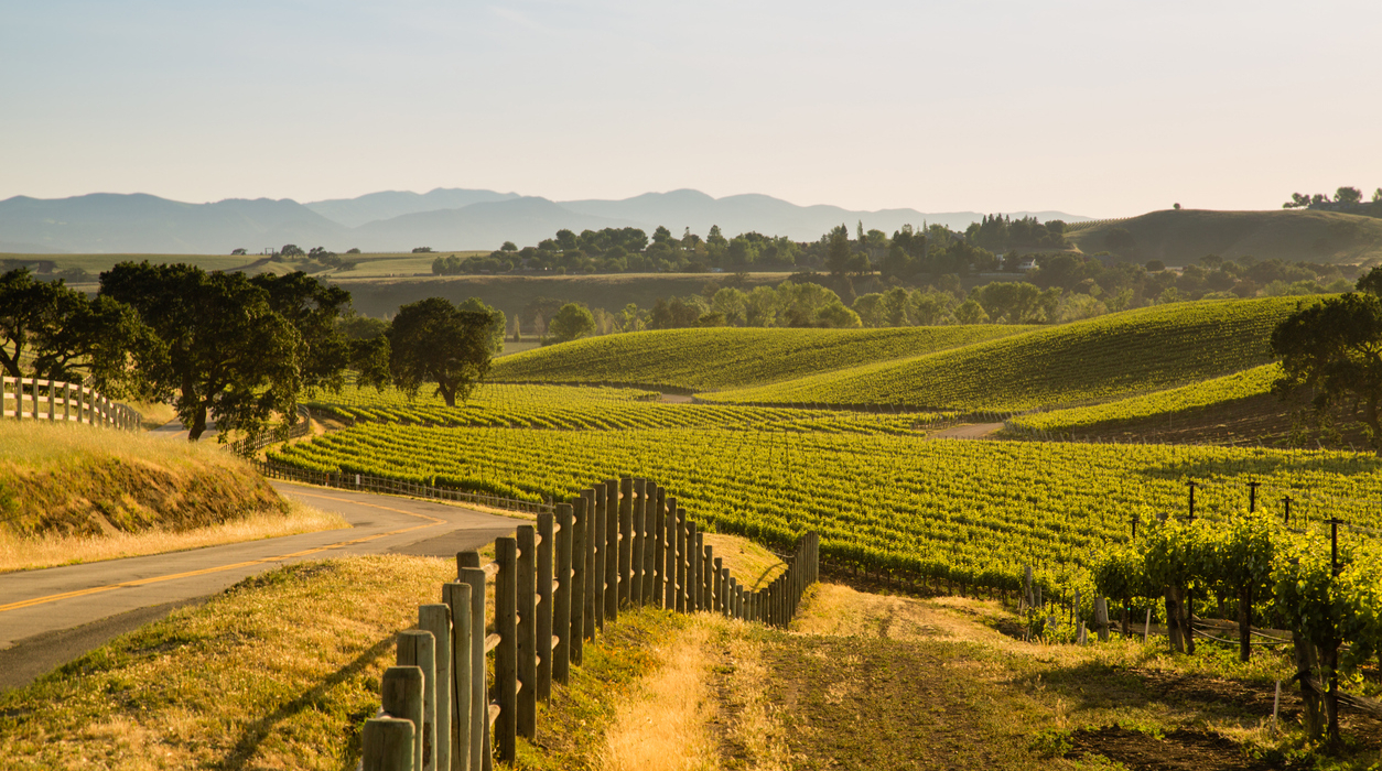 Central California vineyard