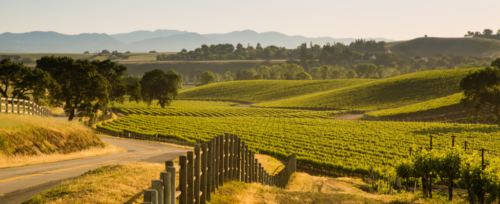 Central California vineyard