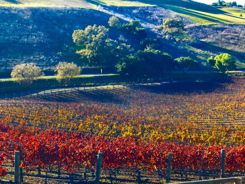 Tour of California vineyard during Autumn