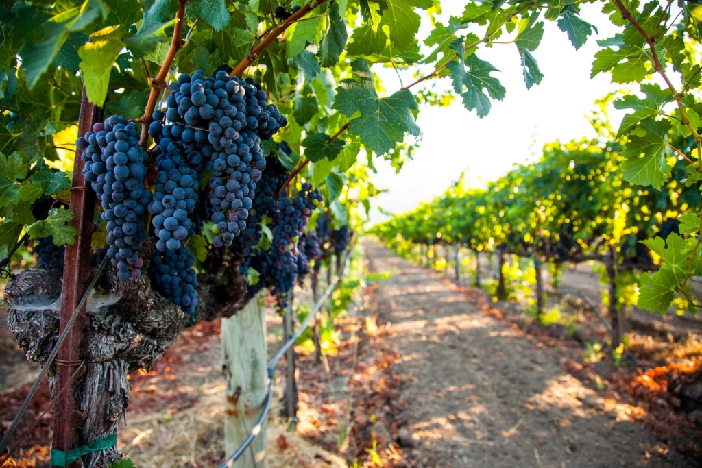 Vineyard and Cabernet Sauvignon grape cluster