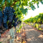 Vineyard and Cabernet Sauvignon grape cluster