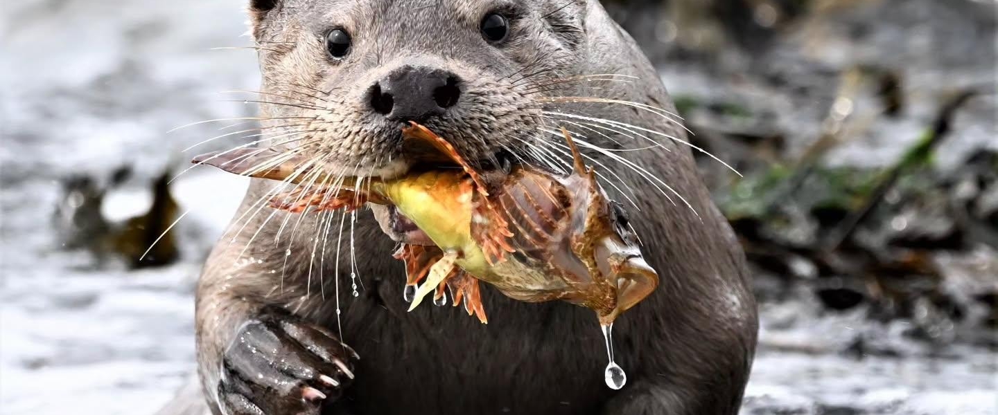 An otter spotted mid feast on the Shetland Isles