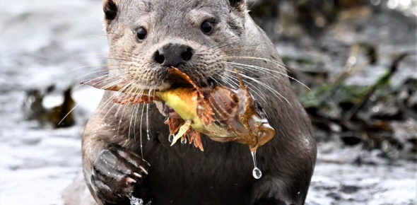 An otter spotted mid feast on the Shetland Isles