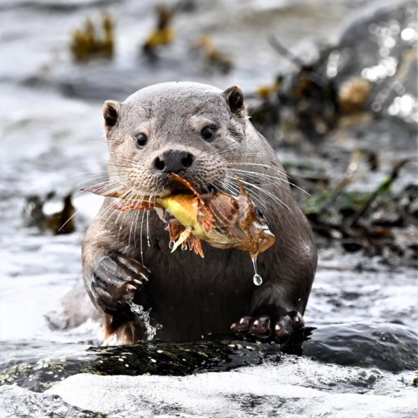 An otter spotted mid feast on the Shetland Isles