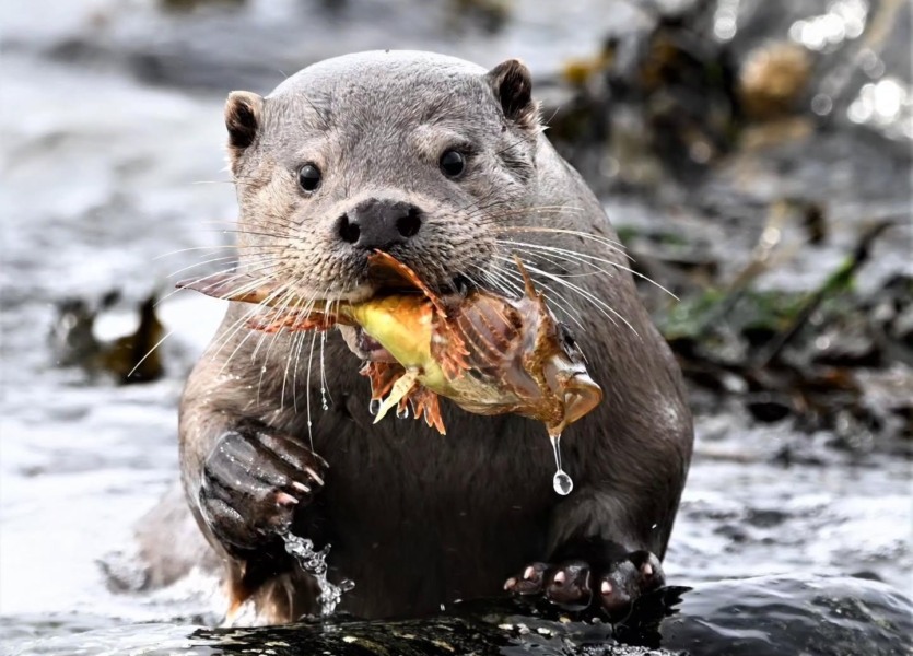 An otter spotted mid feast on the Shetland Isles