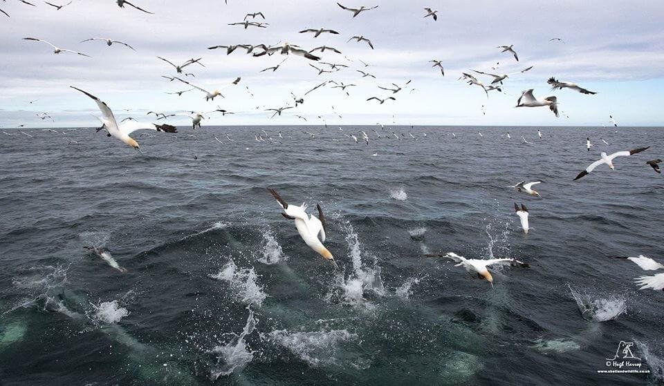 Diving Gannets on the Shetland Isles
