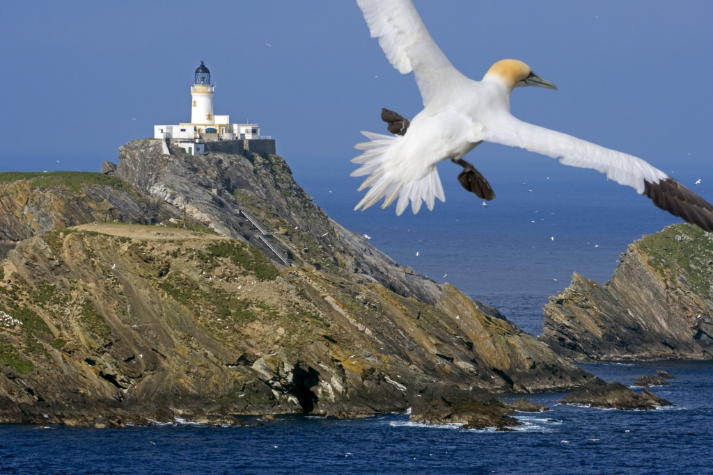 Northern gannet in flight and Muckle Flugga lighthouse, on Unst, Shetland Islands, Scotland