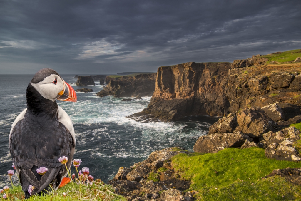 Puffin at Eshaness sunset, Shetland