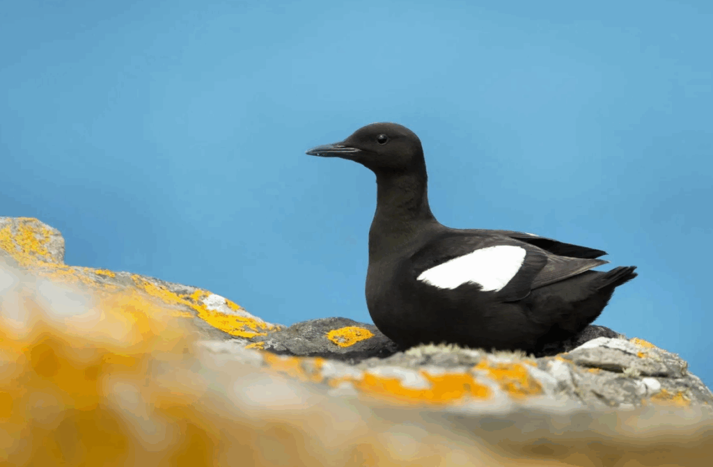 Black Guillemot