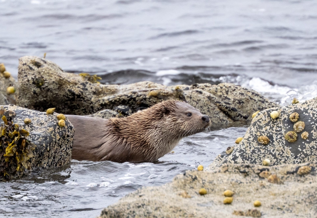 Discover Shetland's coastal wildlife