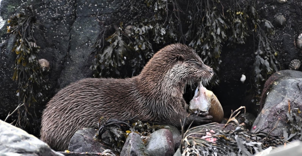 See otters enjoying a fresh catch by the shore on Shetland holidays with GeoCultura