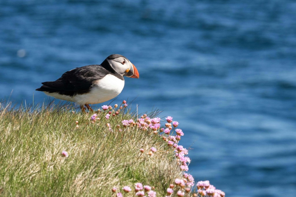 Puffin looking out to sea on the Shetland Isles