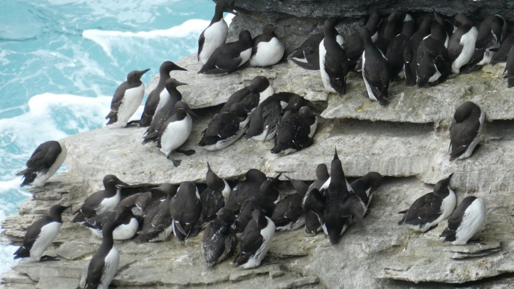 Common guillemots, on our Orkney tour. Orkney weather