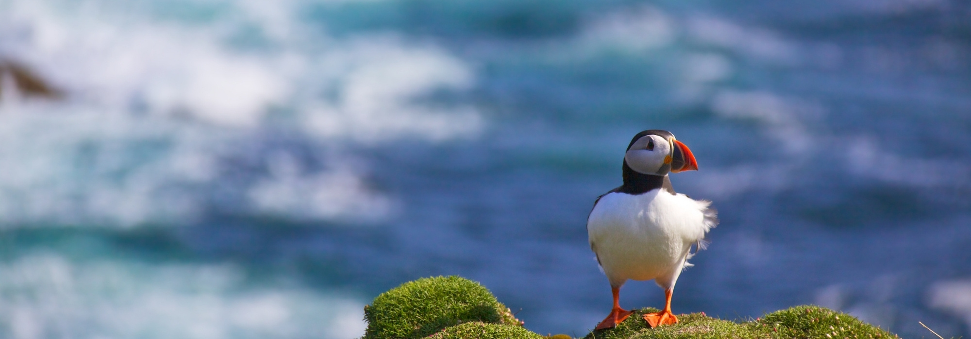 Puffin, Shetland Islands, Scotland